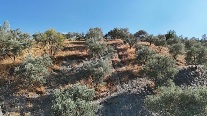 Muğla Menteşe Denizovada 3.390 M² Zeytinlik — fotoğraf 9