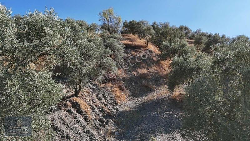 Muğla Menteşe Denizovada 3.390 M² Zeytinlik — fotoğraf 10