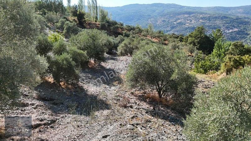 Muğla Menteşe Denizovada 3.390 M² Zeytinlik — fotoğraf 11