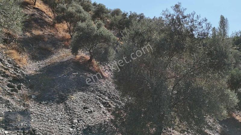 Muğla Menteşe Denizovada 3.390 M² Zeytinlik — fotoğraf 12