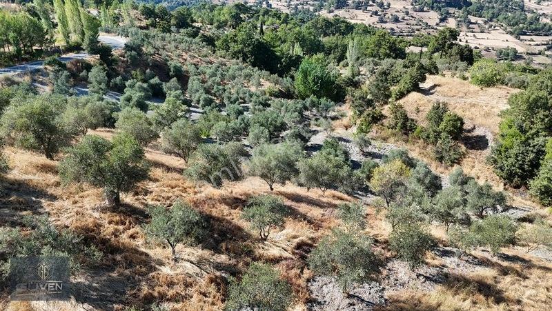 Muğla Menteşe Denizovada 3.390 M² Zeytinlik — fotoğraf 13