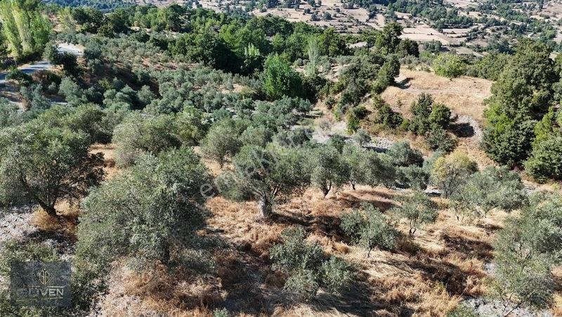 Muğla Menteşe Denizovada 3.390 M² Zeytinlik — fotoğraf 14
