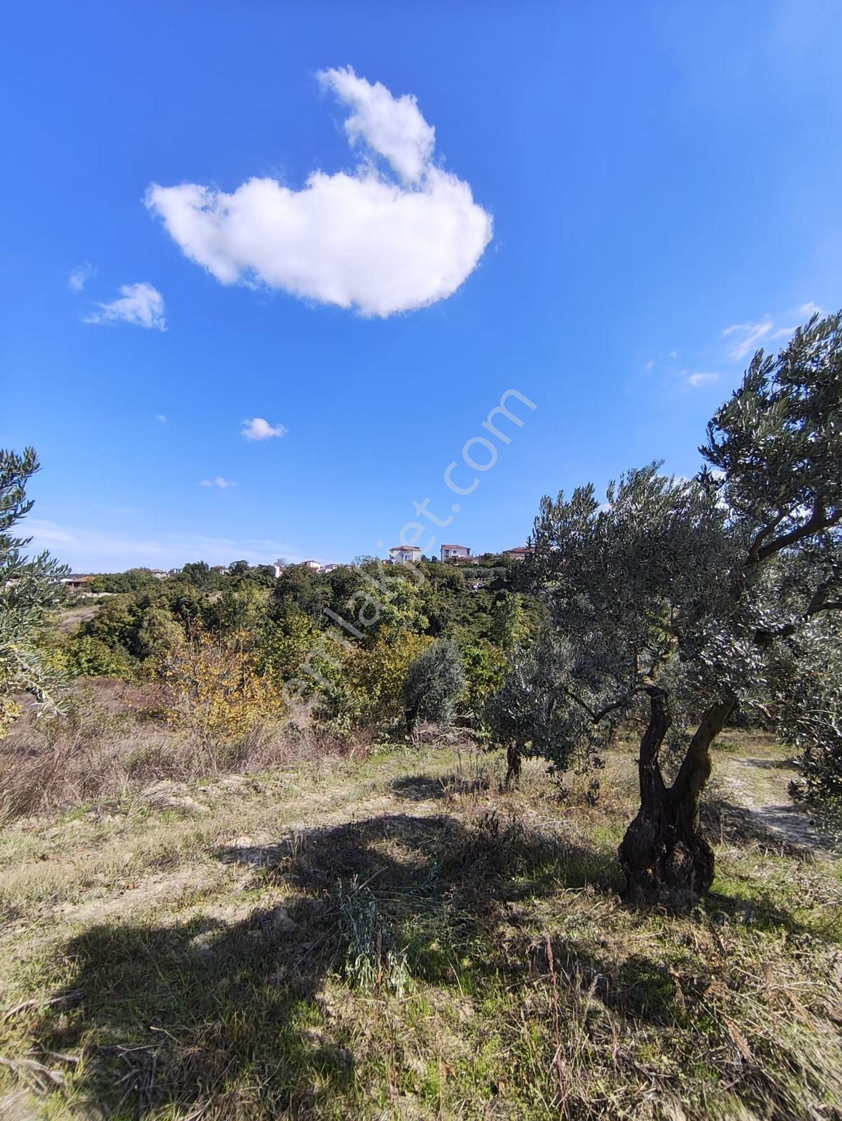 Konaklıda Tek Tapu Yatırımlık 2600 M2 Satılık Tarla — fotoğraf 4