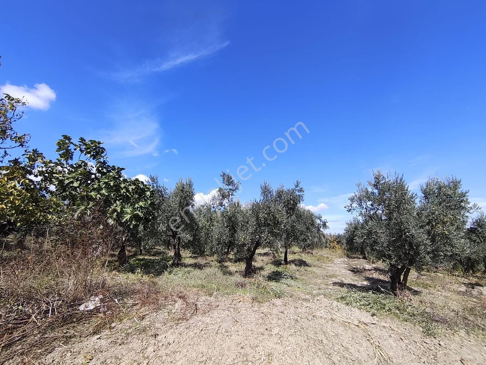 Konaklıda Tek Tapu Yatırımlık 2600 M2 Satılık Tarla — fotoğraf 5
