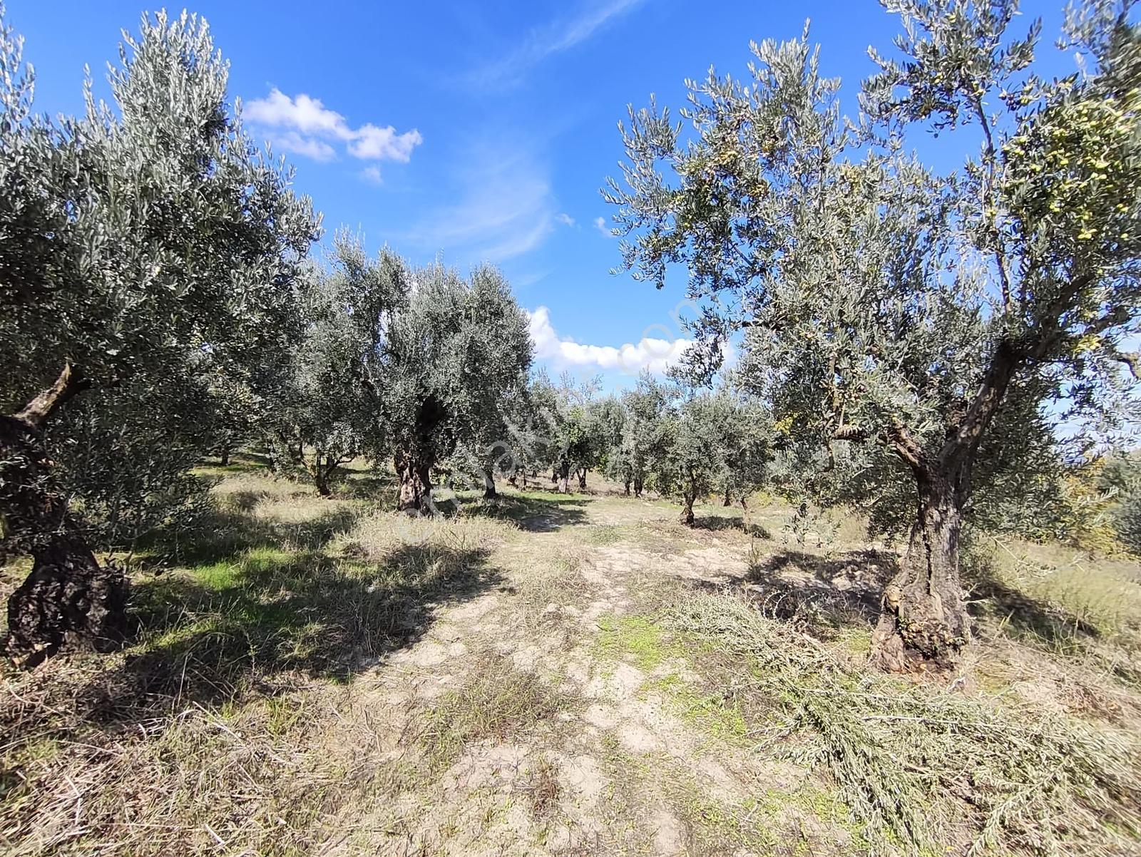 Konaklıda Tek Tapu Yatırımlık 2600 M2 Satılık Tarla — fotoğraf 6