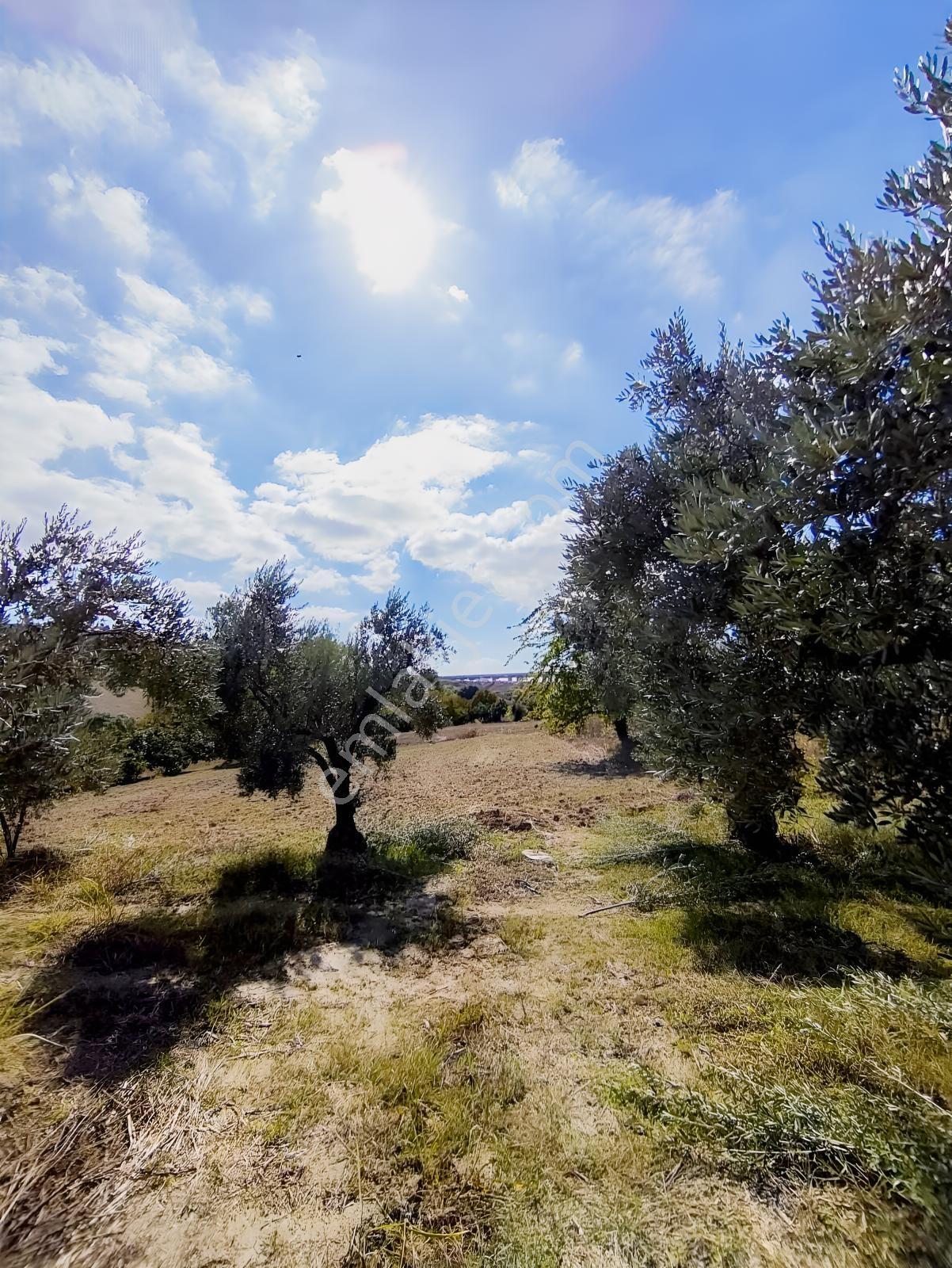 Konaklıda Tek Tapu Yatırımlık 2600 M2 Satılık Tarla — fotoğraf 7
