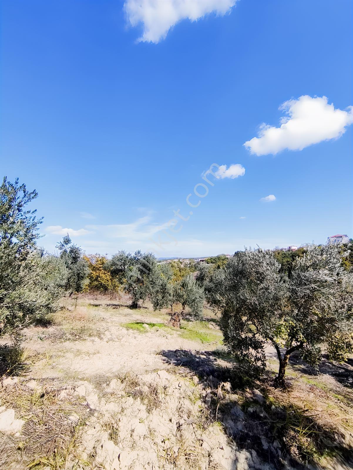 Konaklıda Tek Tapu Yatırımlık 2600 M2 Satılık Tarla — fotoğraf 8