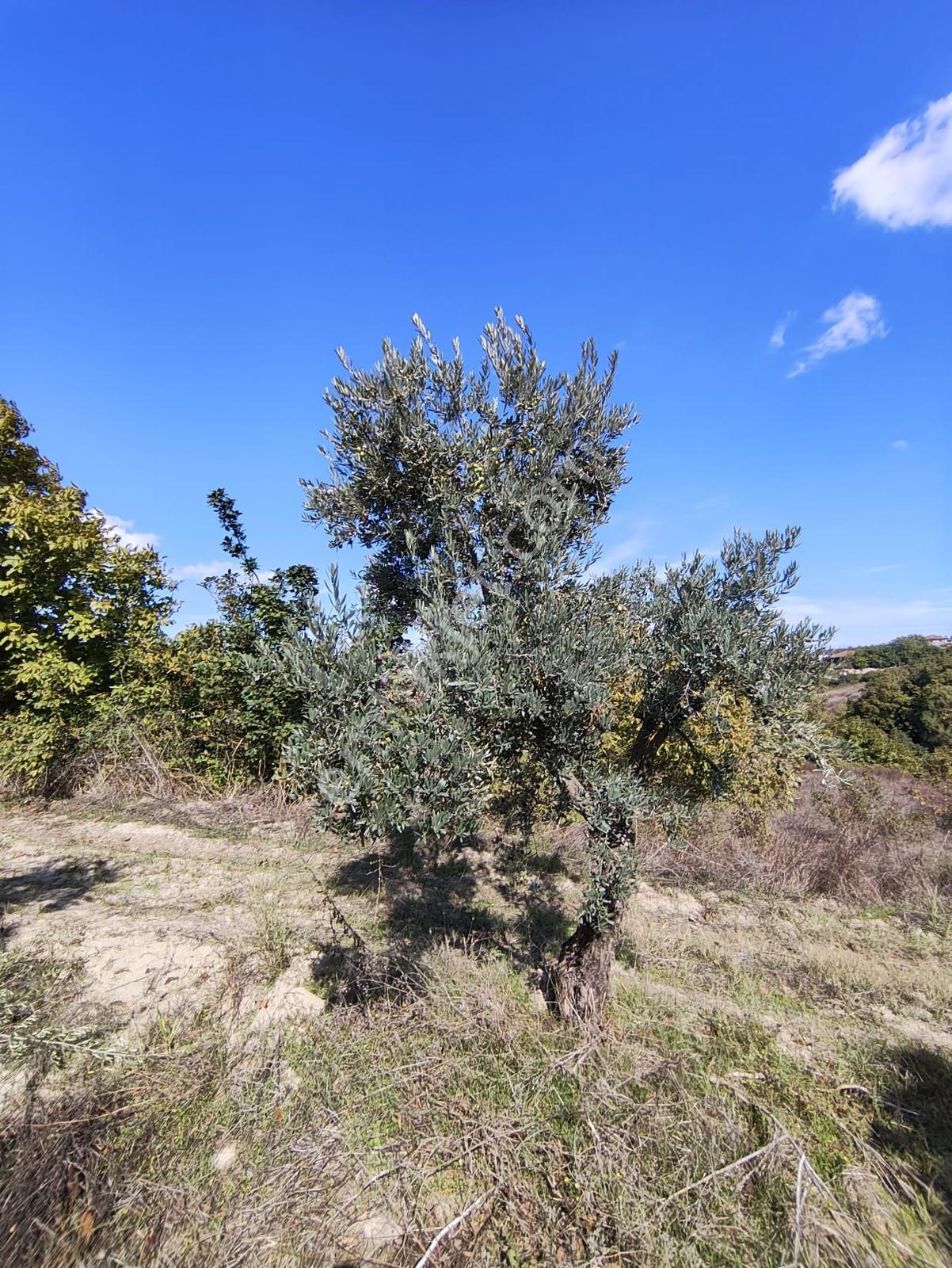 Konaklıda Tek Tapu Yatırımlık 2600 M2 Satılık Tarla — fotoğraf 9