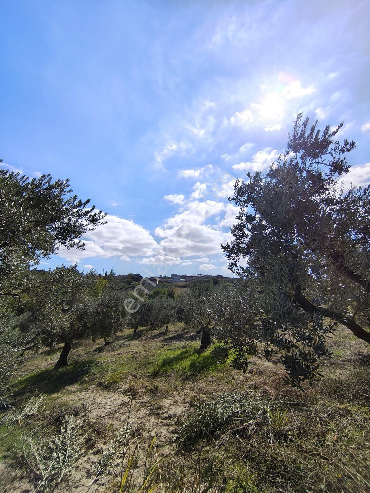 Konaklıda Tek Tapu Yatırımlık 2600 M2 Satılık Tarla — fotoğraf 10