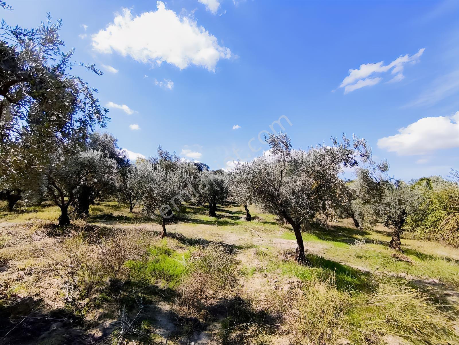 Konaklıda Tek Tapu Yatırımlık 2600 M2 Satılık Tarla — fotoğraf 12