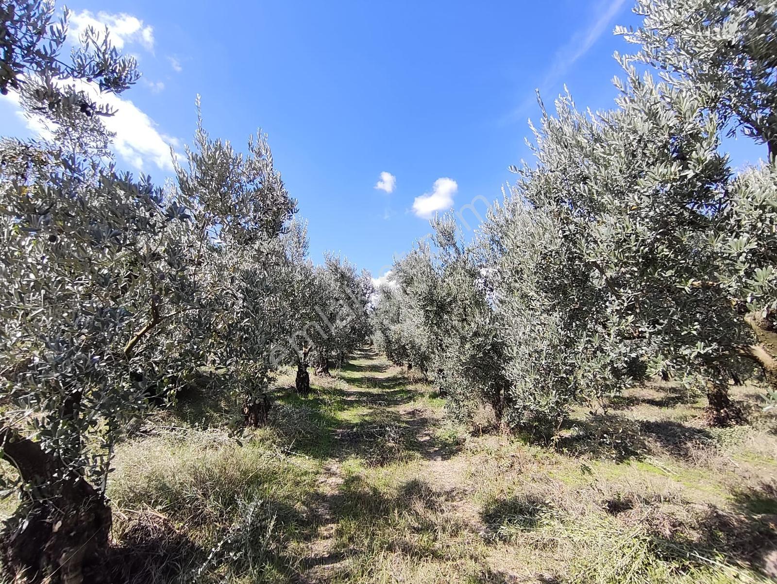 Konaklıda Tek Tapu Yatırımlık 2600 M2 Satılık Tarla — fotoğraf 17