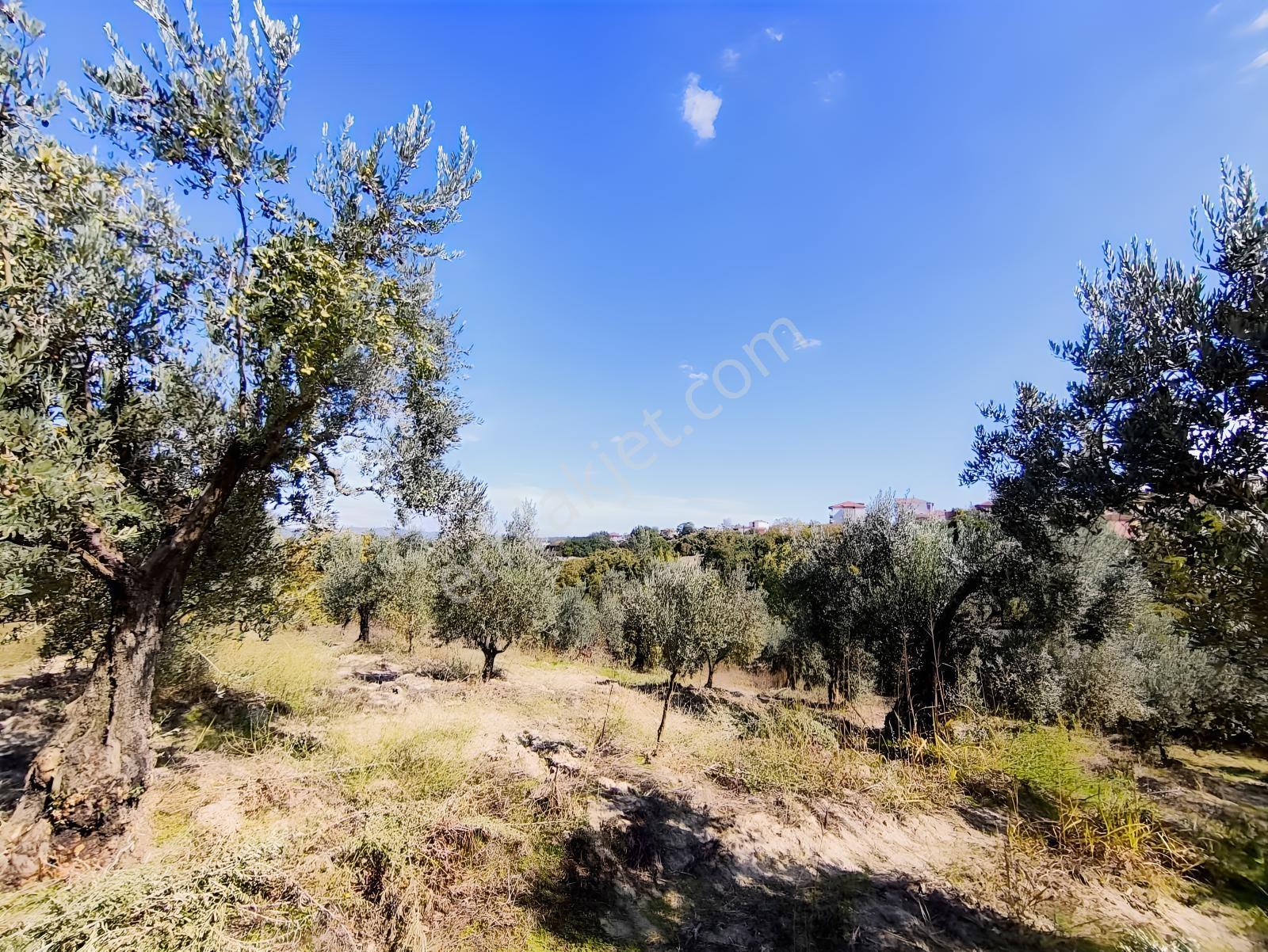 Konaklıda Tek Tapu Yatırımlık 2600 M2 Satılık Tarla — fotoğraf 20