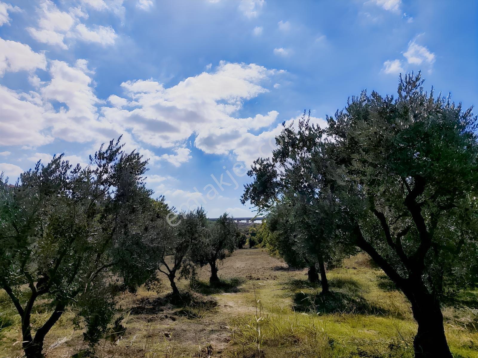 Konaklıda Tek Tapu Yatırımlık 2600 M2 Satılık Tarla — fotoğraf 23