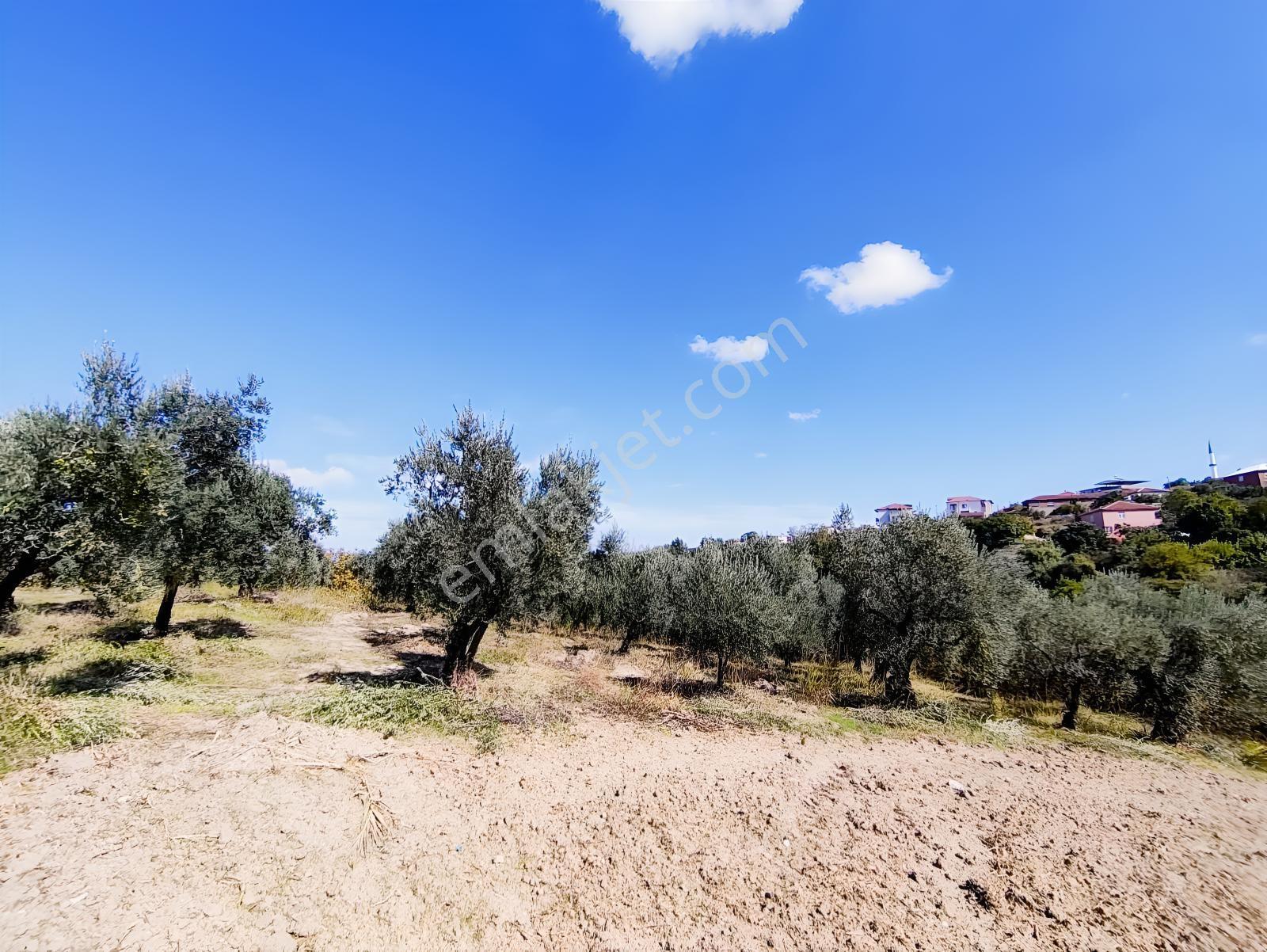 Konaklıda Tek Tapu Yatırımlık 2600 M2 Satılık Tarla — fotoğraf 27