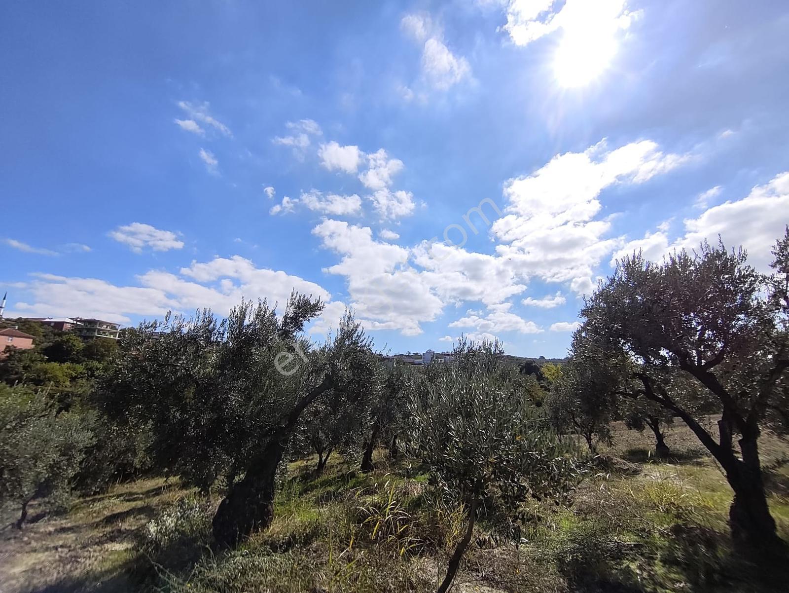 Konaklıda Tek Tapu Yatırımlık 2600 M2 Satılık Tarla — fotoğraf 28