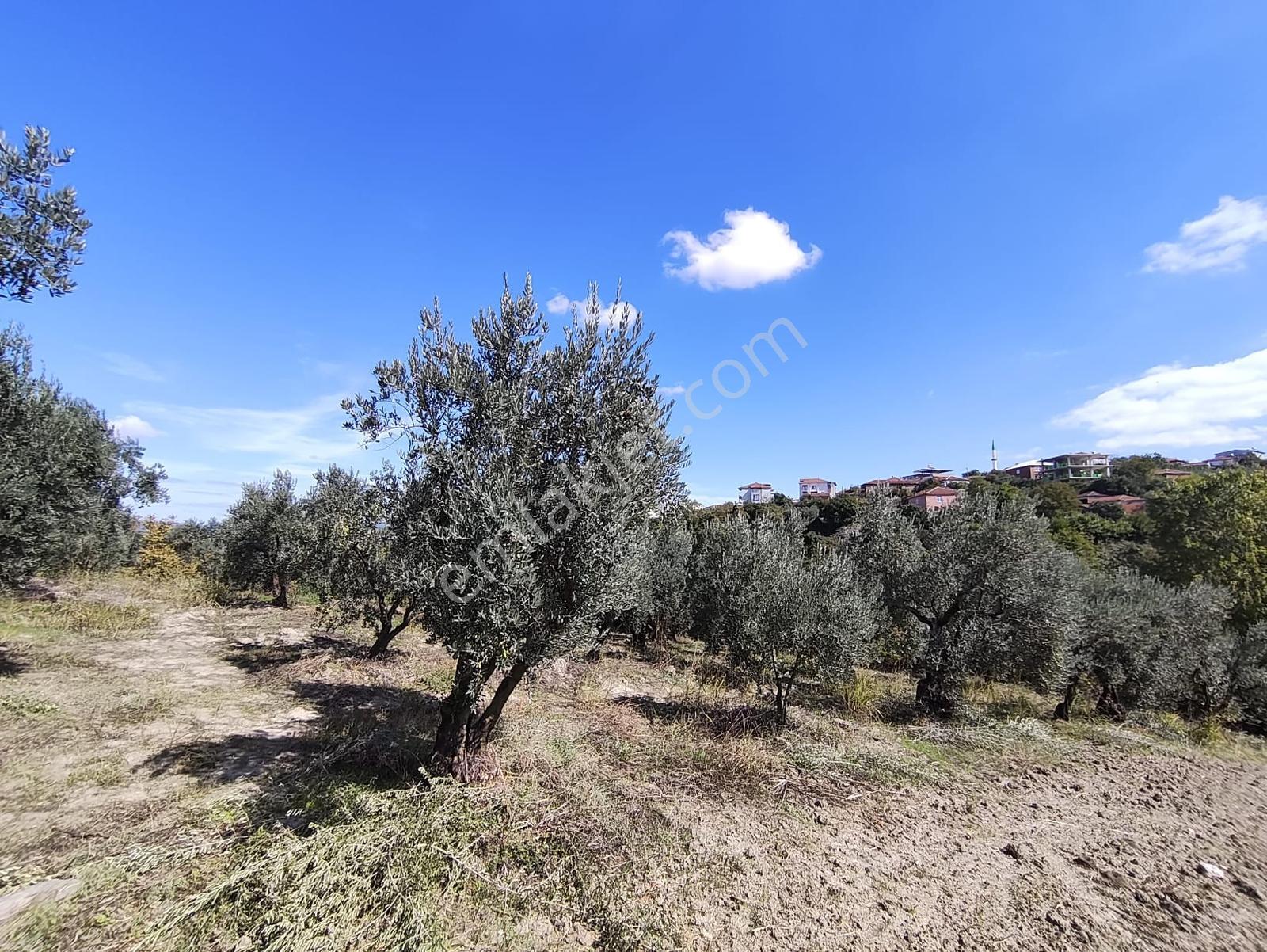 Konaklıda Tek Tapu Yatırımlık 2600 M2 Satılık Tarla — fotoğraf 29