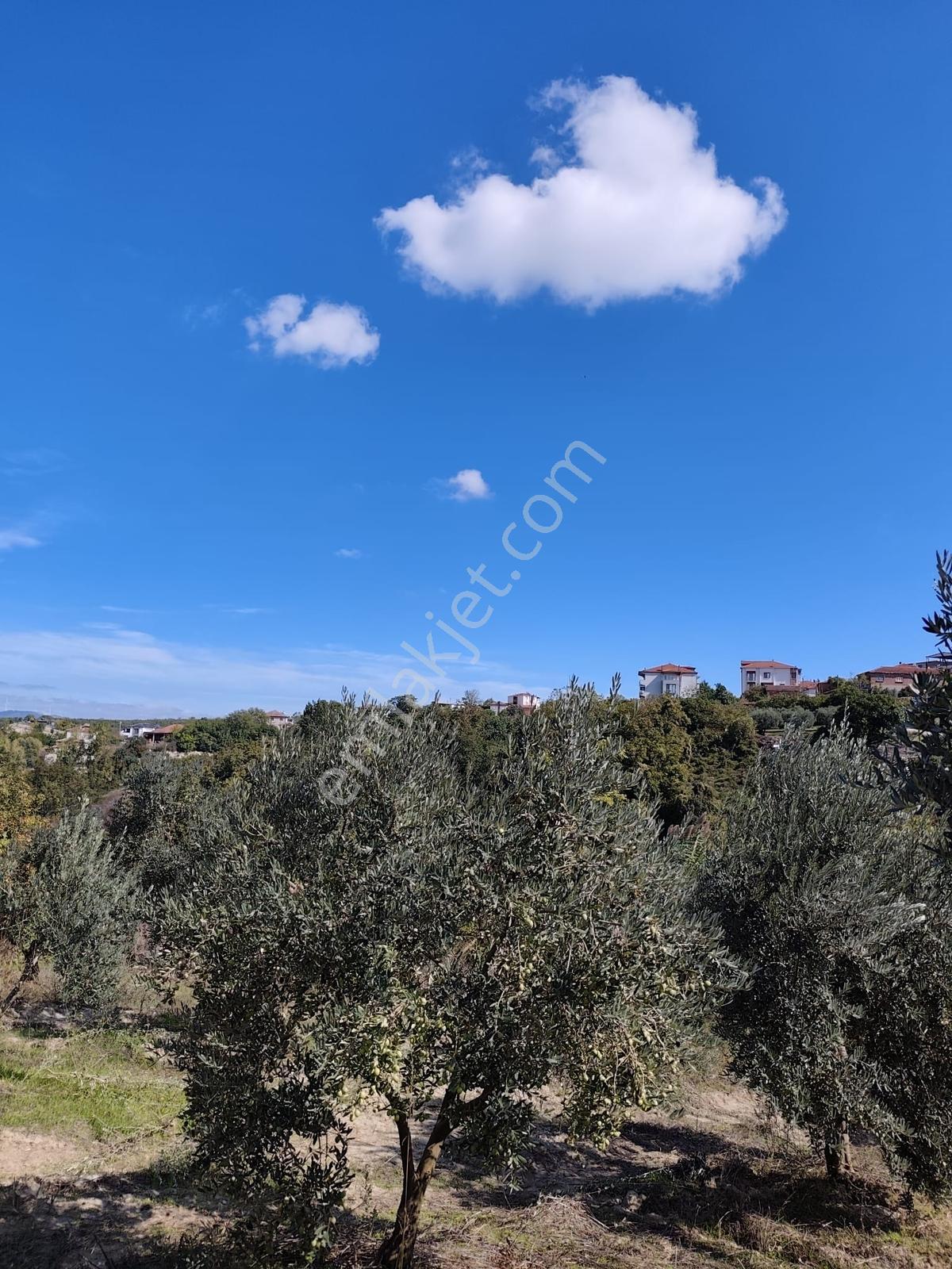 Konaklıda Tek Tapu Yatırımlık 2600 M2 Satılık Tarla — fotoğraf 30