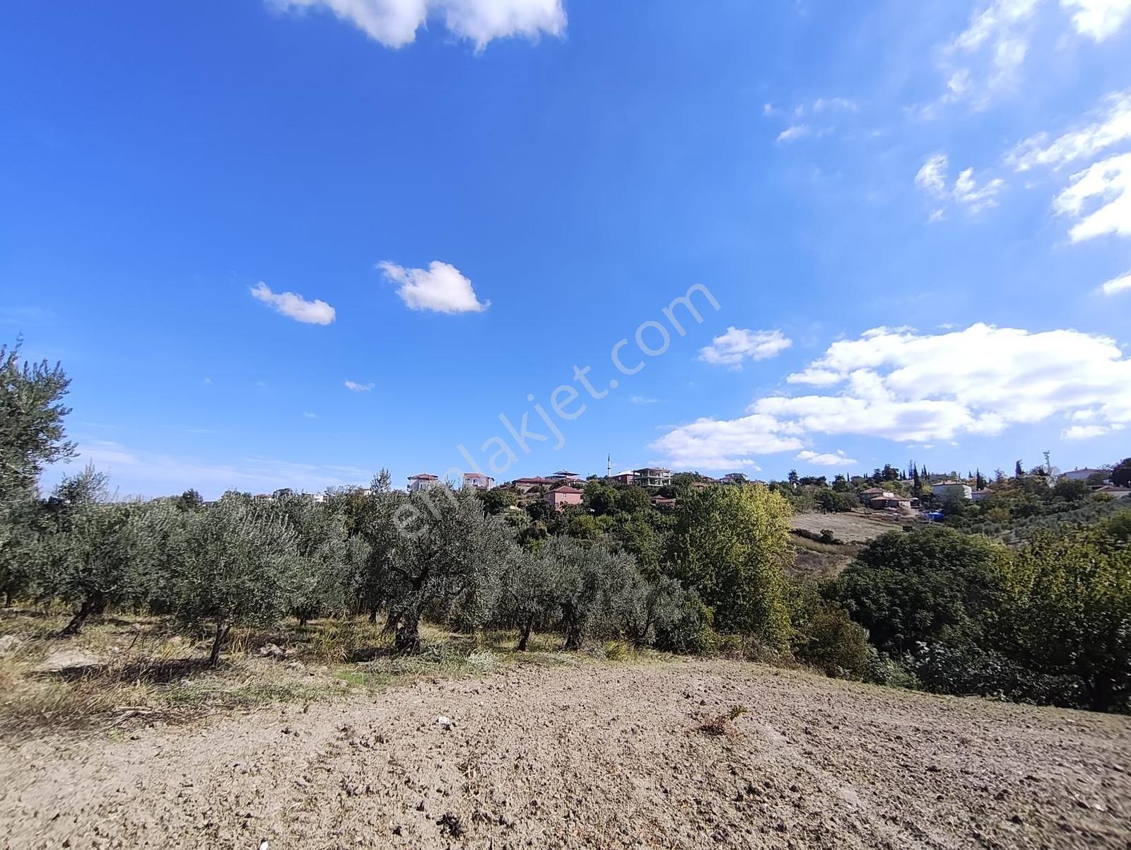 Konaklıda Tek Tapu Yatırımlık 2600 M2 Satılık Tarla — fotoğraf 31