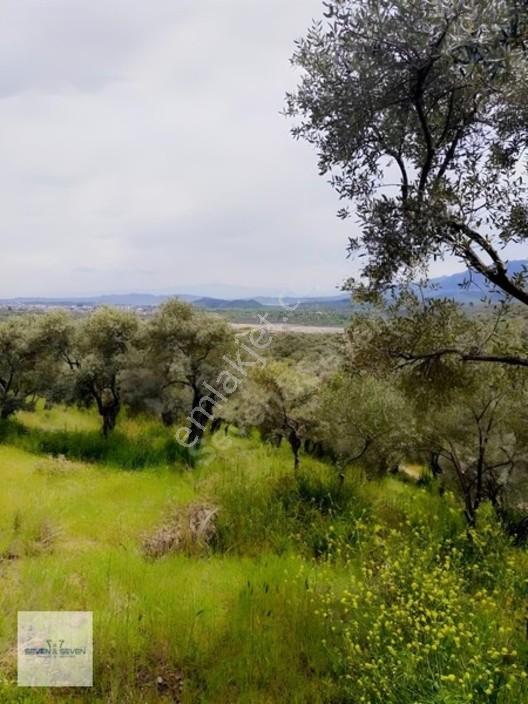 Germencik'De 3.756 M² Zeytin Ağaçlı, Uygun Fiyatlı Zeytinlik