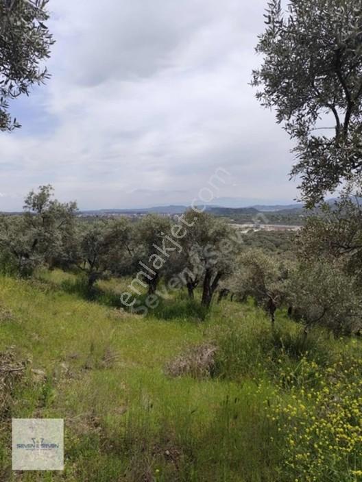 Germencik'de 3.756 M² Zeytin Ağaçlı, Uygun Fiyatlı Zeytinlik — fotoğraf 2