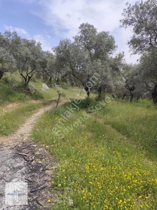 Germencik'de 3.756 M² Zeytin Ağaçlı, Uygun Fiyatlı Zeytinlik — fotoğraf 3