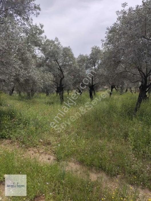 Germencik'de 3.756 M² Zeytin Ağaçlı, Uygun Fiyatlı Zeytinlik — fotoğraf 4