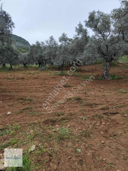 Germencik'de 3.756 M² Zeytin Ağaçlı, Uygun Fiyatlı Zeytinlik — fotoğraf 5