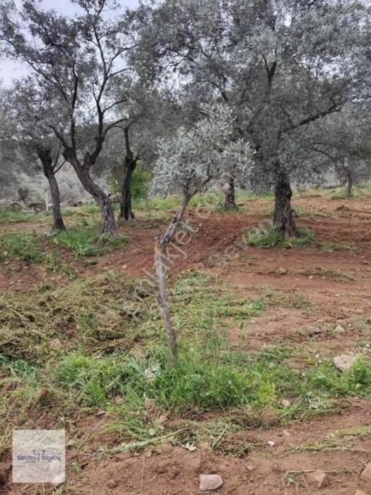 Germencik'de 3.756 M² Zeytin Ağaçlı, Uygun Fiyatlı Zeytinlik — fotoğraf 6