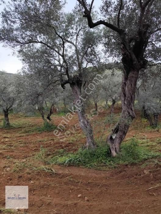 Germencik'de 3.756 M² Zeytin Ağaçlı, Uygun Fiyatlı Zeytinlik — fotoğraf 7