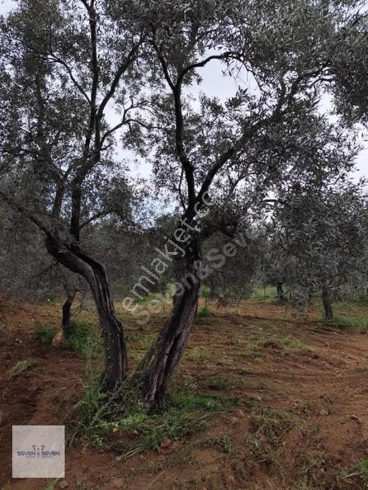 Germencik'de 3.756 M² Zeytin Ağaçlı, Uygun Fiyatlı Zeytinlik — fotoğraf 8