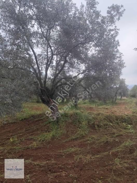 Germencik'de 3.756 M² Zeytin Ağaçlı, Uygun Fiyatlı Zeytinlik — fotoğraf 9