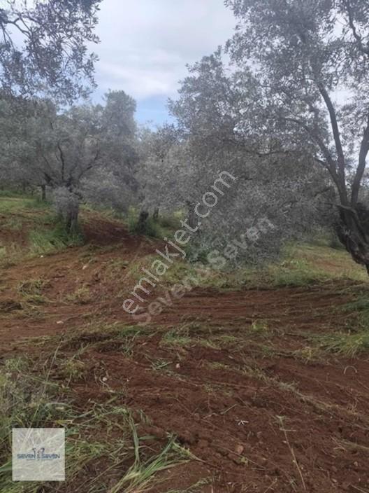 Germencik'de 3.756 M² Zeytin Ağaçlı, Uygun Fiyatlı Zeytinlik — fotoğraf 10