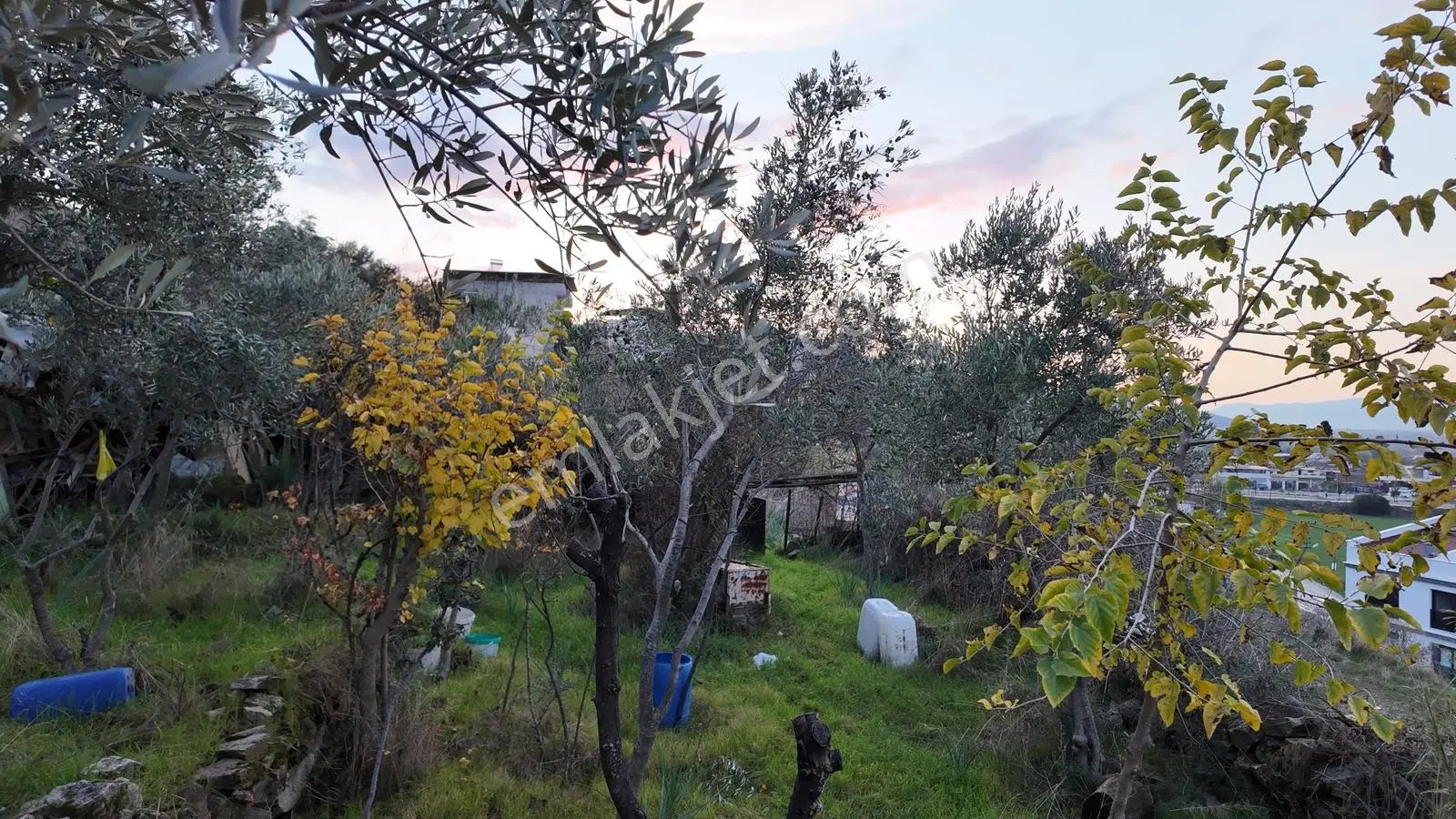 Gündoğan'da Zeytin Ağaçlı, Villa İmarlı Satılık Hobi Bahçesi! — fotoğraf 5