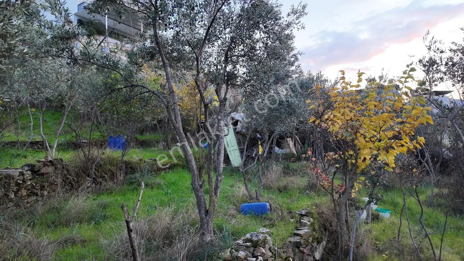 Gündoğan'da Zeytin Ağaçlı, Villa İmarlı Satılık Hobi Bahçesi! — fotoğraf 6
