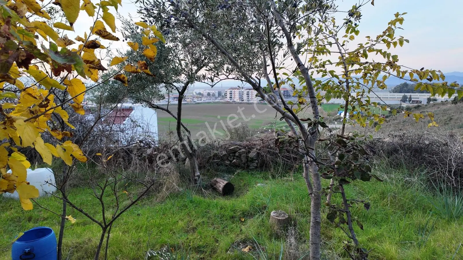 Gündoğan'da Zeytin Ağaçlı, Villa İmarlı Satılık Hobi Bahçesi! — fotoğraf 7
