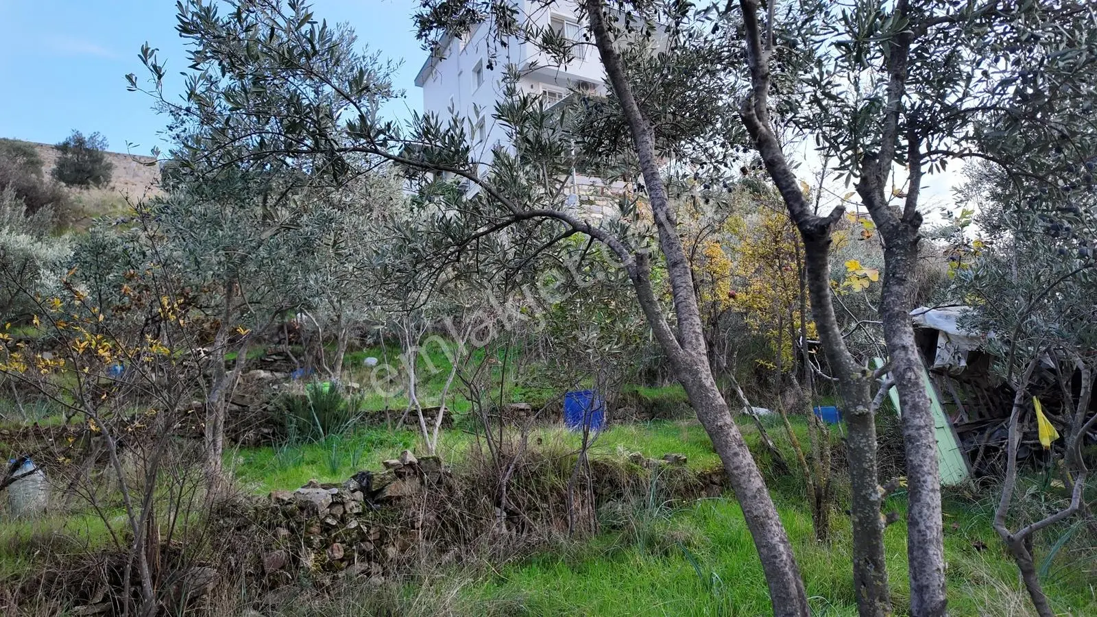 Gündoğan'da Zeytin Ağaçlı, Villa İmarlı Satılık Hobi Bahçesi! — fotoğraf 8
