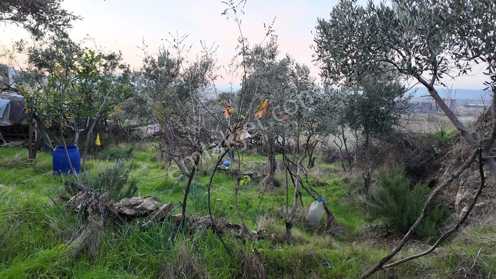 Gündoğan'da Zeytin Ağaçlı, Villa İmarlı Satılık Hobi Bahçesi! — fotoğraf 9