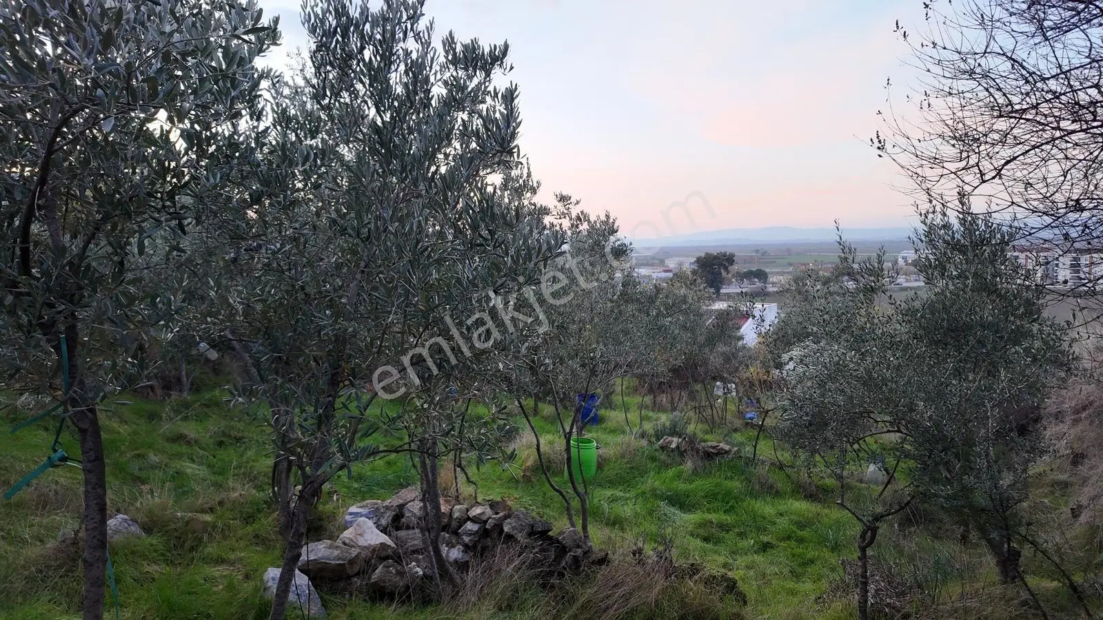 Gündoğan'da Zeytin Ağaçlı, Villa İmarlı Satılık Hobi Bahçesi! — fotoğraf 10
