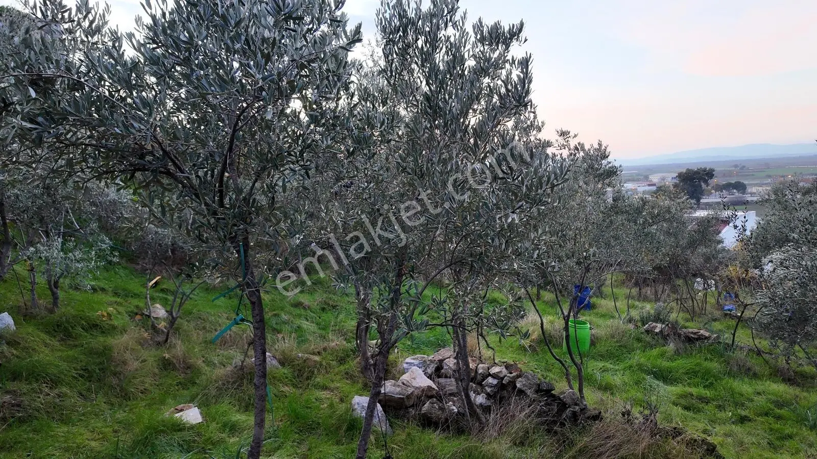 Gündoğan'da Zeytin Ağaçlı, Villa İmarlı Satılık Hobi Bahçesi! — fotoğraf 11