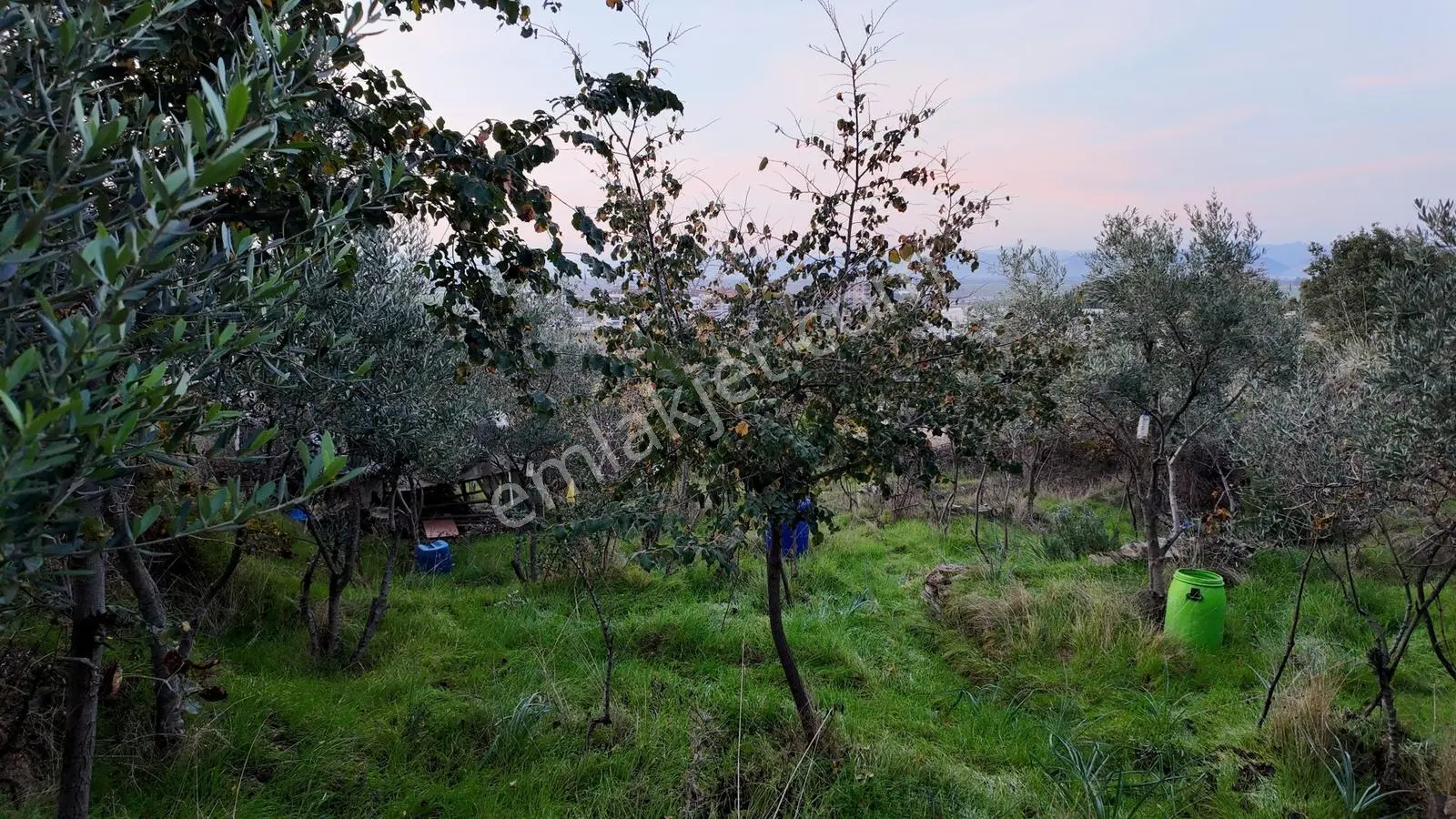 Gündoğan'da Zeytin Ağaçlı, Villa İmarlı Satılık Hobi Bahçesi! — fotoğraf 13