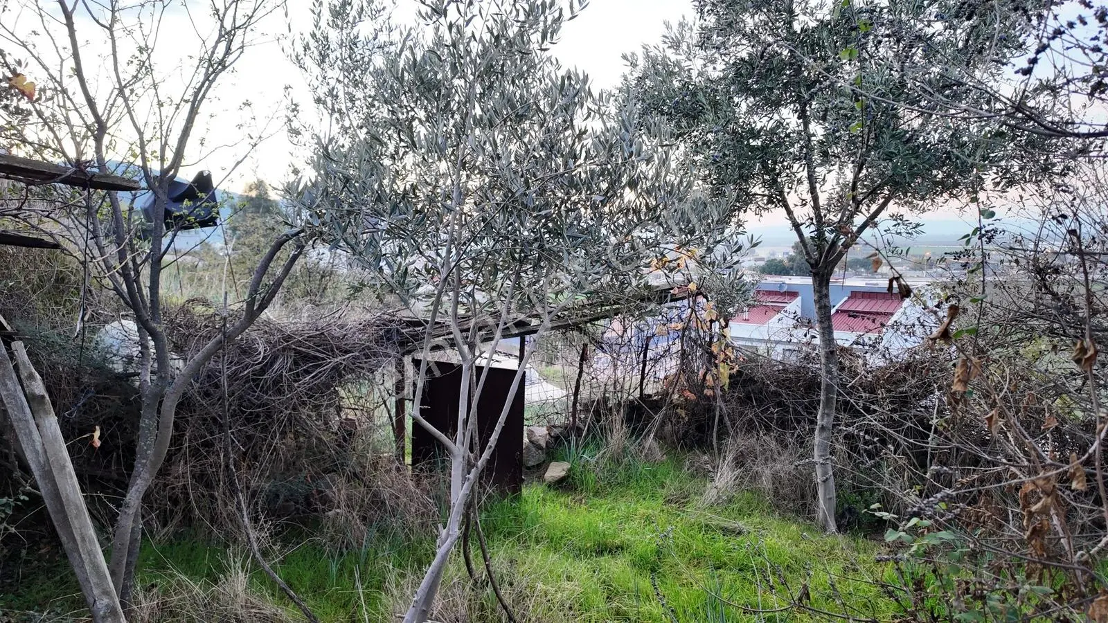 Gündoğan'da Zeytin Ağaçlı, Villa İmarlı Satılık Hobi Bahçesi! — fotoğraf 15