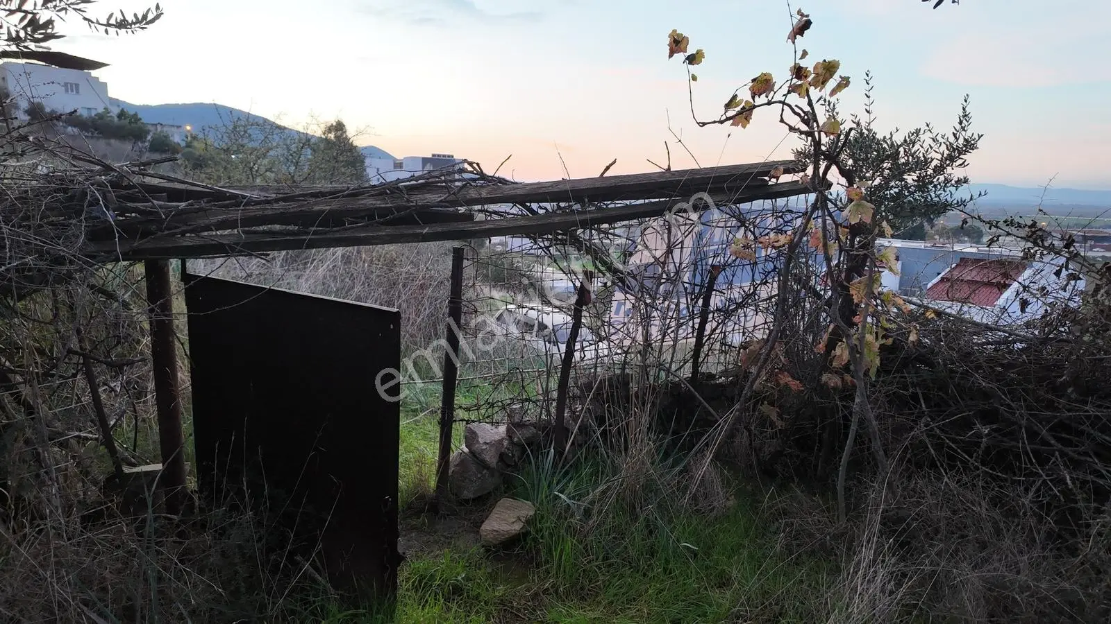 Gündoğan'da Zeytin Ağaçlı, Villa İmarlı Satılık Hobi Bahçesi! — fotoğraf 16