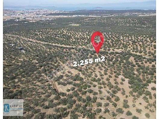 Ayvalık Otogara 1 Km 2.255 M2 Müstakil Zeytinlik — fotoğraf 2