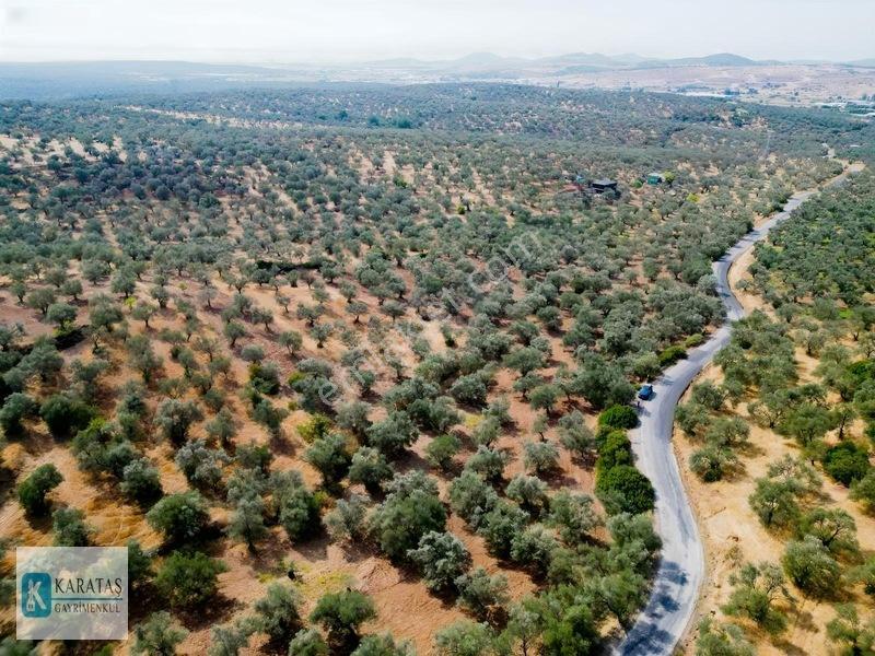 Ayvalık Otogara 1 Km 2.255 M2 Müstakil Zeytinlik — fotoğraf 3