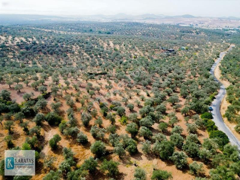 Ayvalık Otogara 1 Km 2.255 M2 Müstakil Zeytinlik — fotoğraf 4