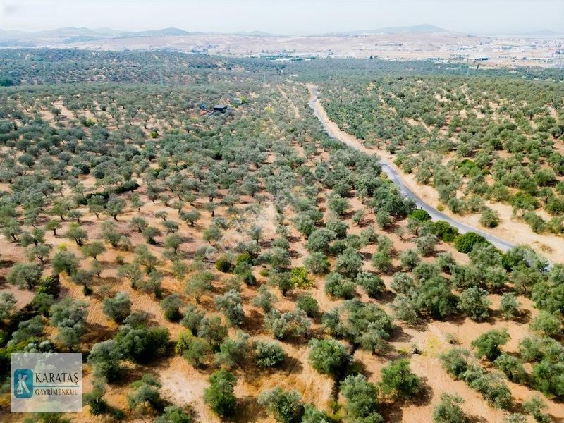 Ayvalık Otogara 1 Km 2.255 M2 Müstakil Zeytinlik — fotoğraf 5