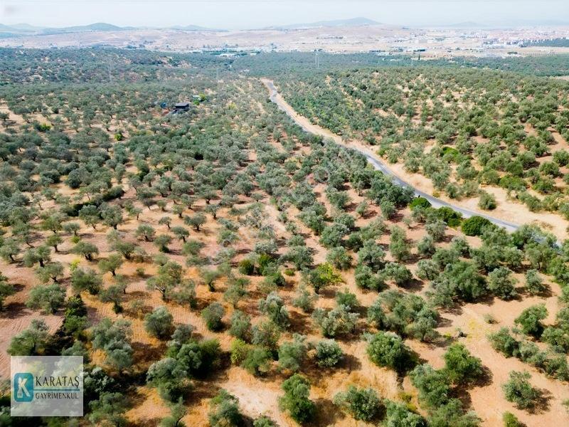 Ayvalık Otogara 1 Km 2.255 M2 Müstakil Zeytinlik — fotoğraf 6