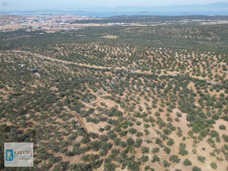 Ayvalık Otogara 1 Km 2.255 M2 Müstakil Zeytinlik — fotoğraf 7