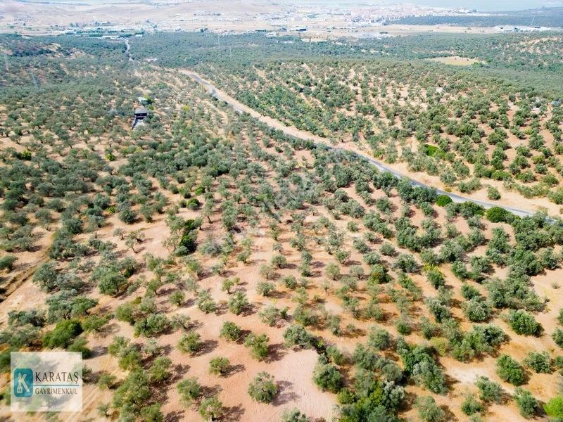 Ayvalık Otogara 1 Km 2.255 M2 Müstakil Zeytinlik — fotoğraf 8