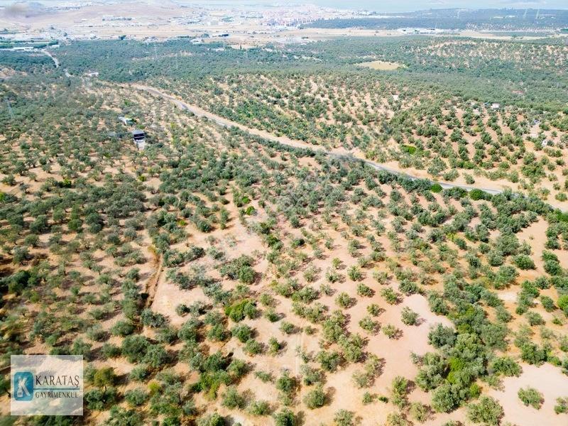 Ayvalık Otogara 1 Km 2.255 M2 Müstakil Zeytinlik — fotoğraf 9